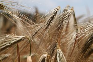 grano